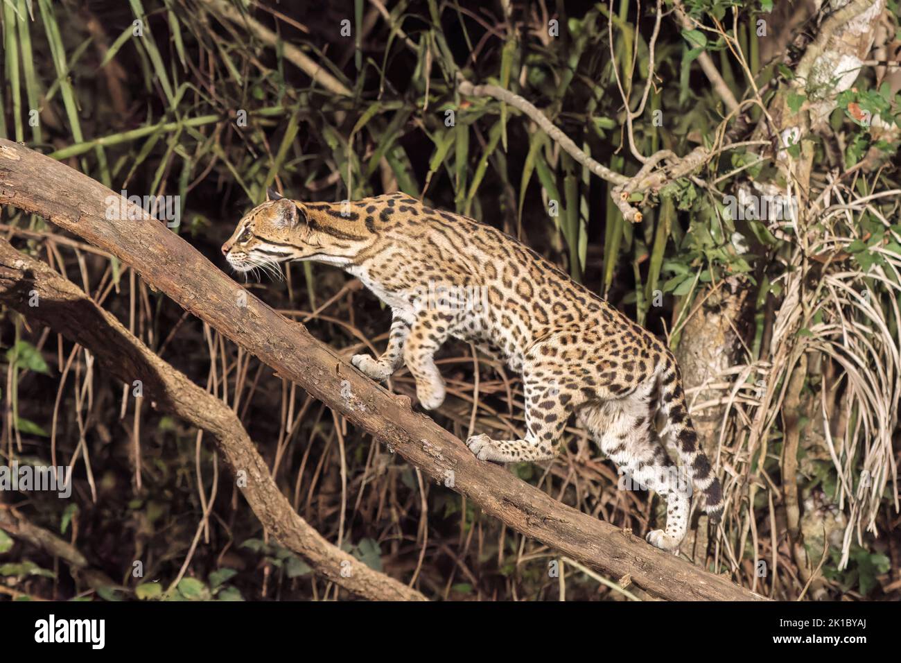 ocelot, Leopardus pardalis, single adult hunting at night in the Pantanal, Brazil Stock Photo