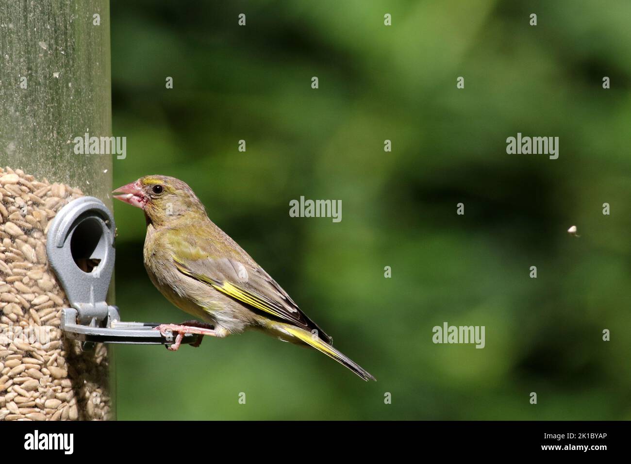 Greenfinch  (Chloris chloris) on bird feeder Stock Photo