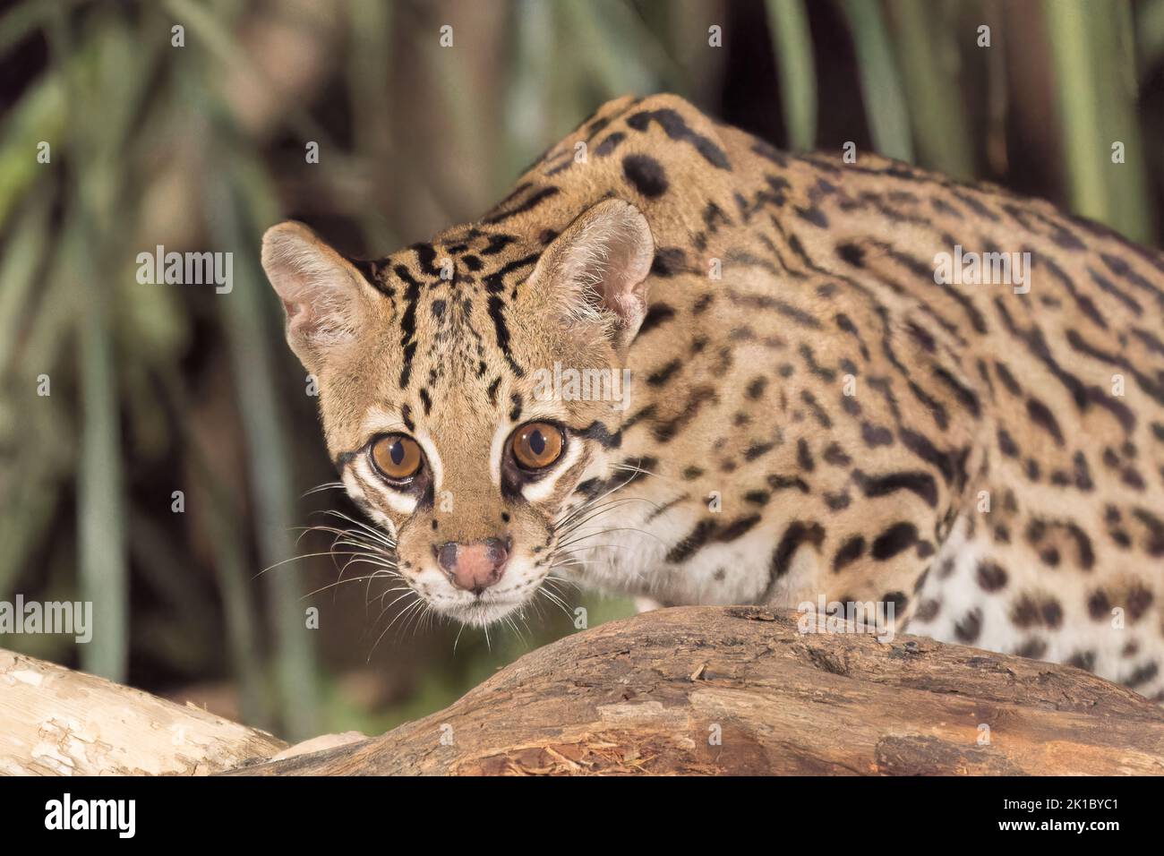 ocelot, Leopardus pardalis, close up of head of single adult hunting at night in the Pantanal, Brazil Stock Photo