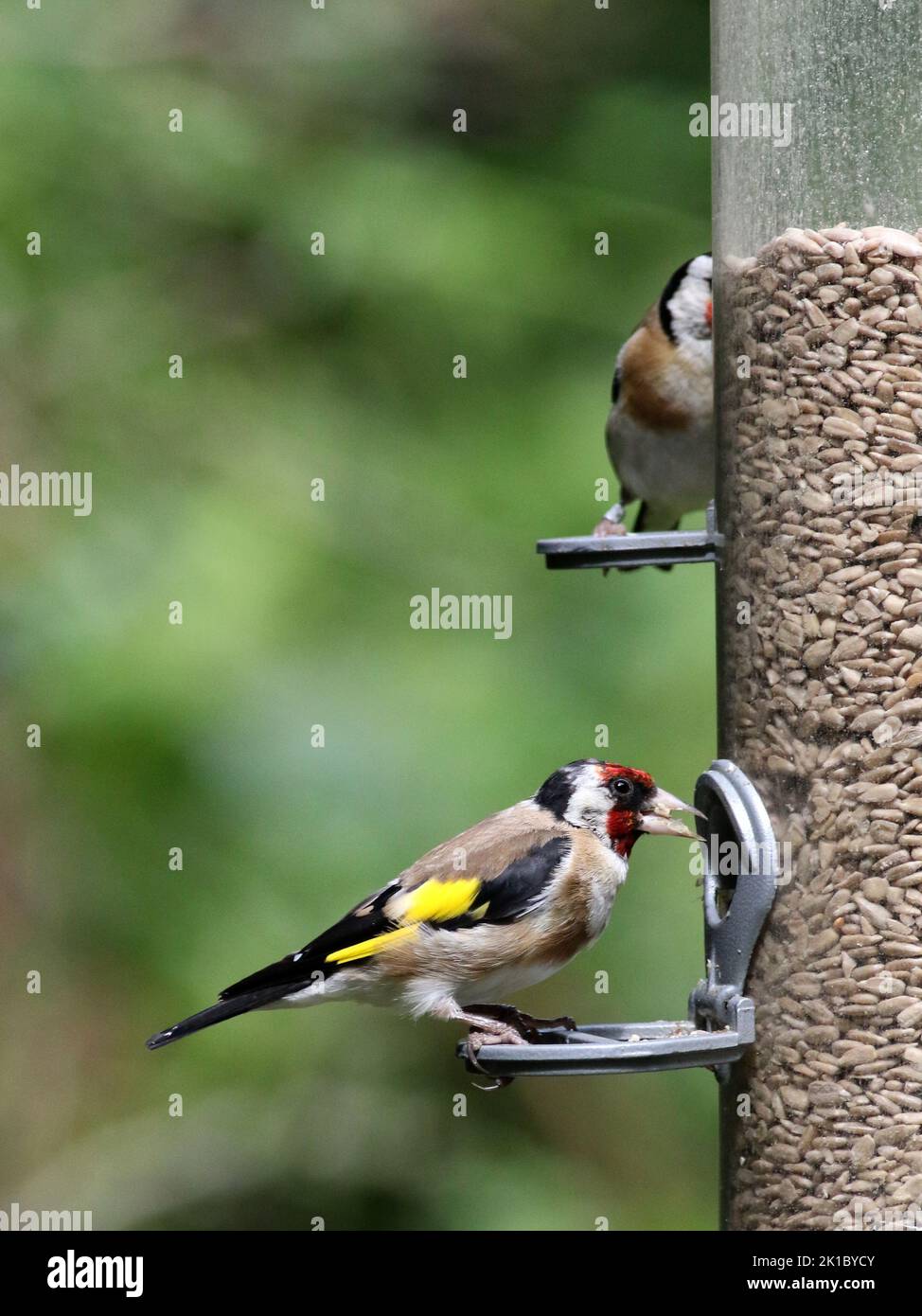 Goldfinch (Carduelis carduelis) on bird feeder Stock Photo