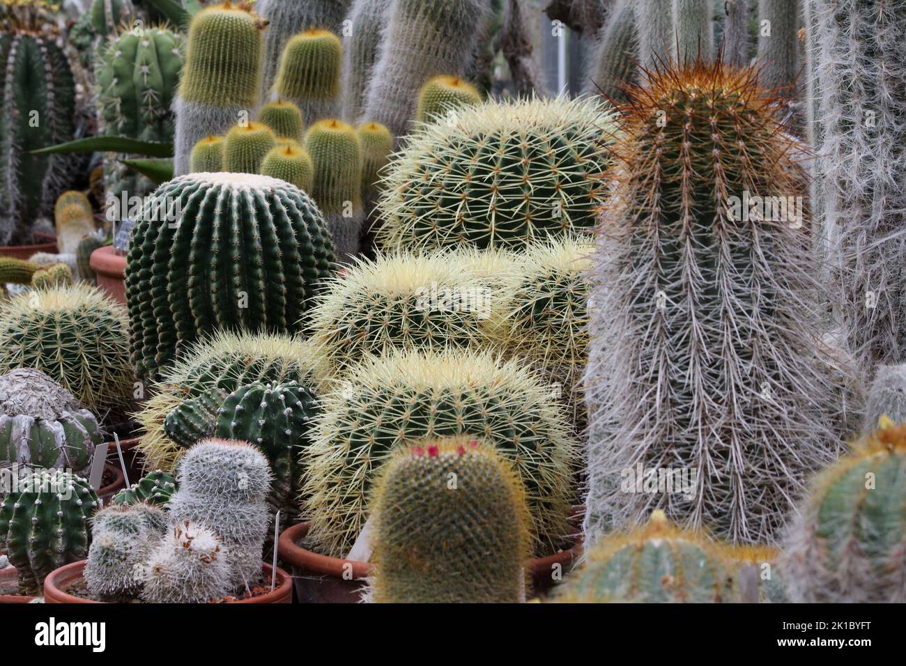 Selection of cactus plants Stock Photo
