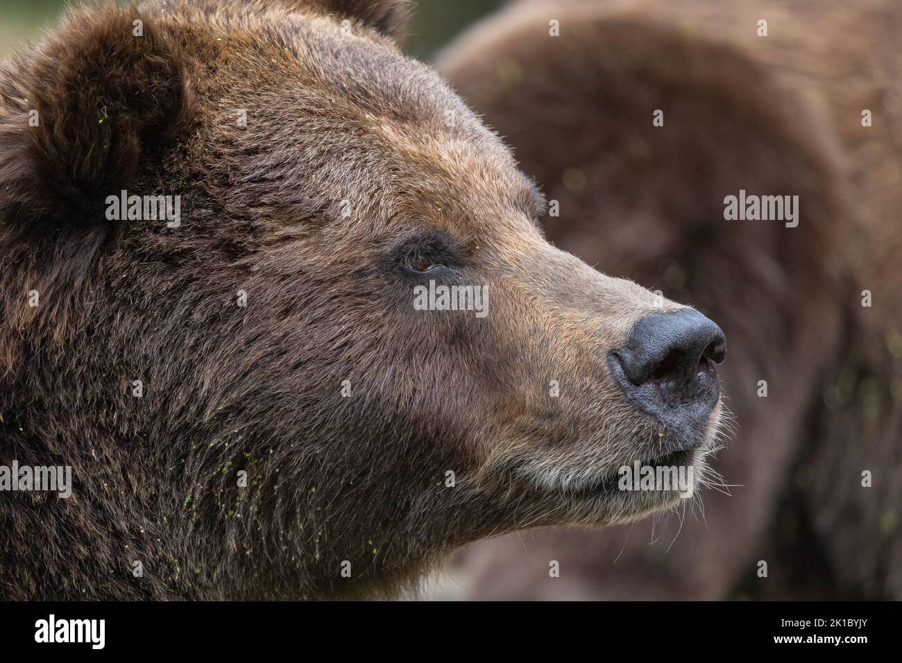 Portrait of brown bear in the forest up close Stock Photo - Alamy
