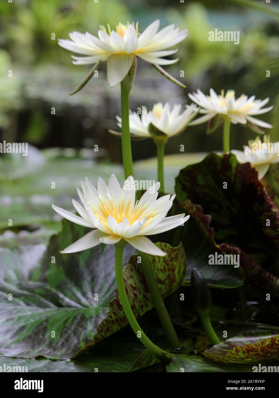Water Lilies Flower Stock Photo