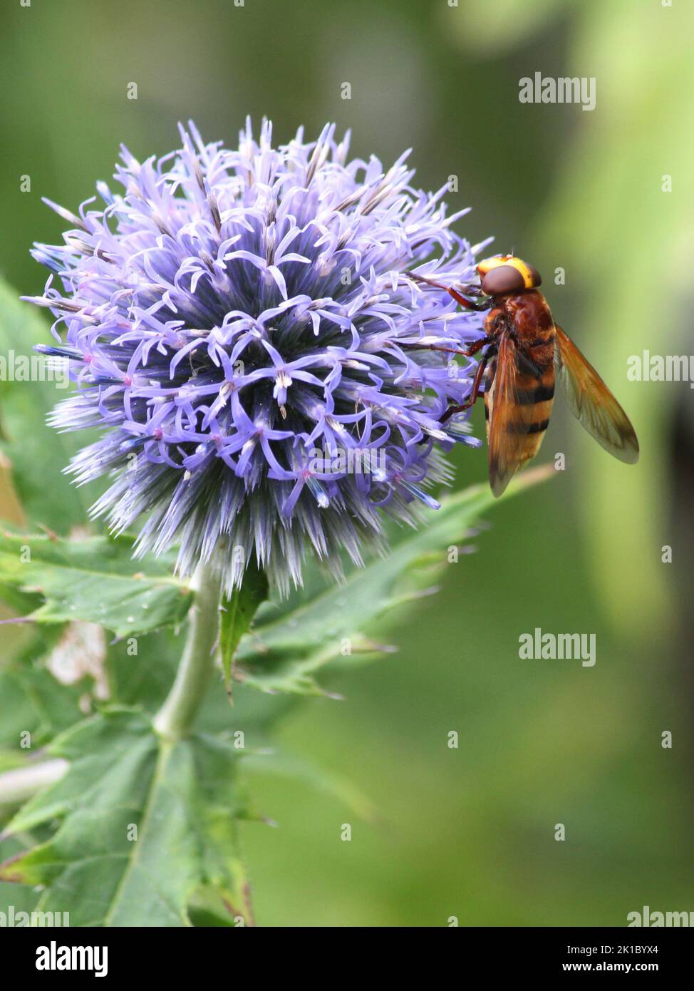 Hornet on flower Stock Photo