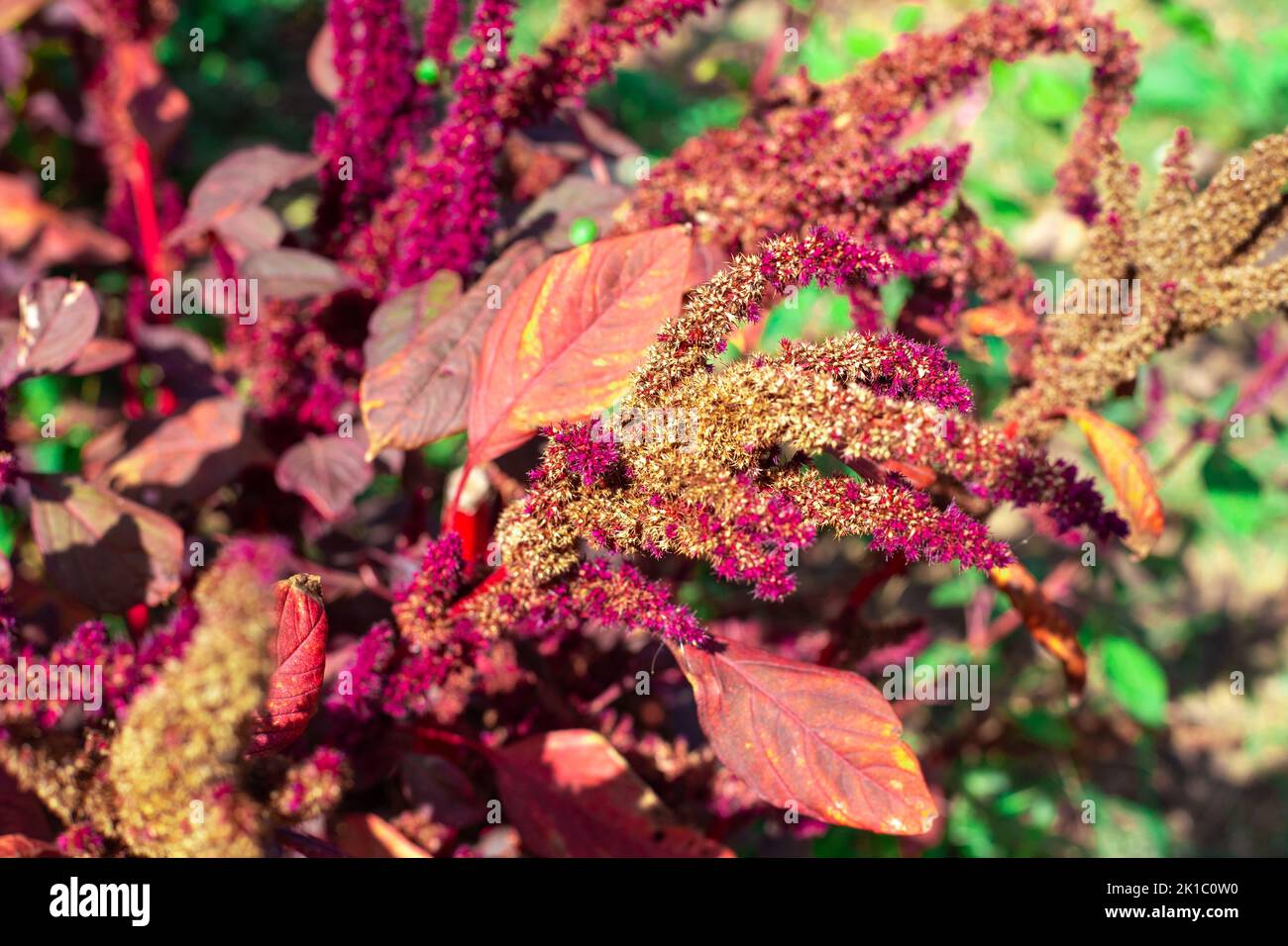 Seeds of red vegetable amaranth on a plant branch. Decorative edible plant. Stock Photo