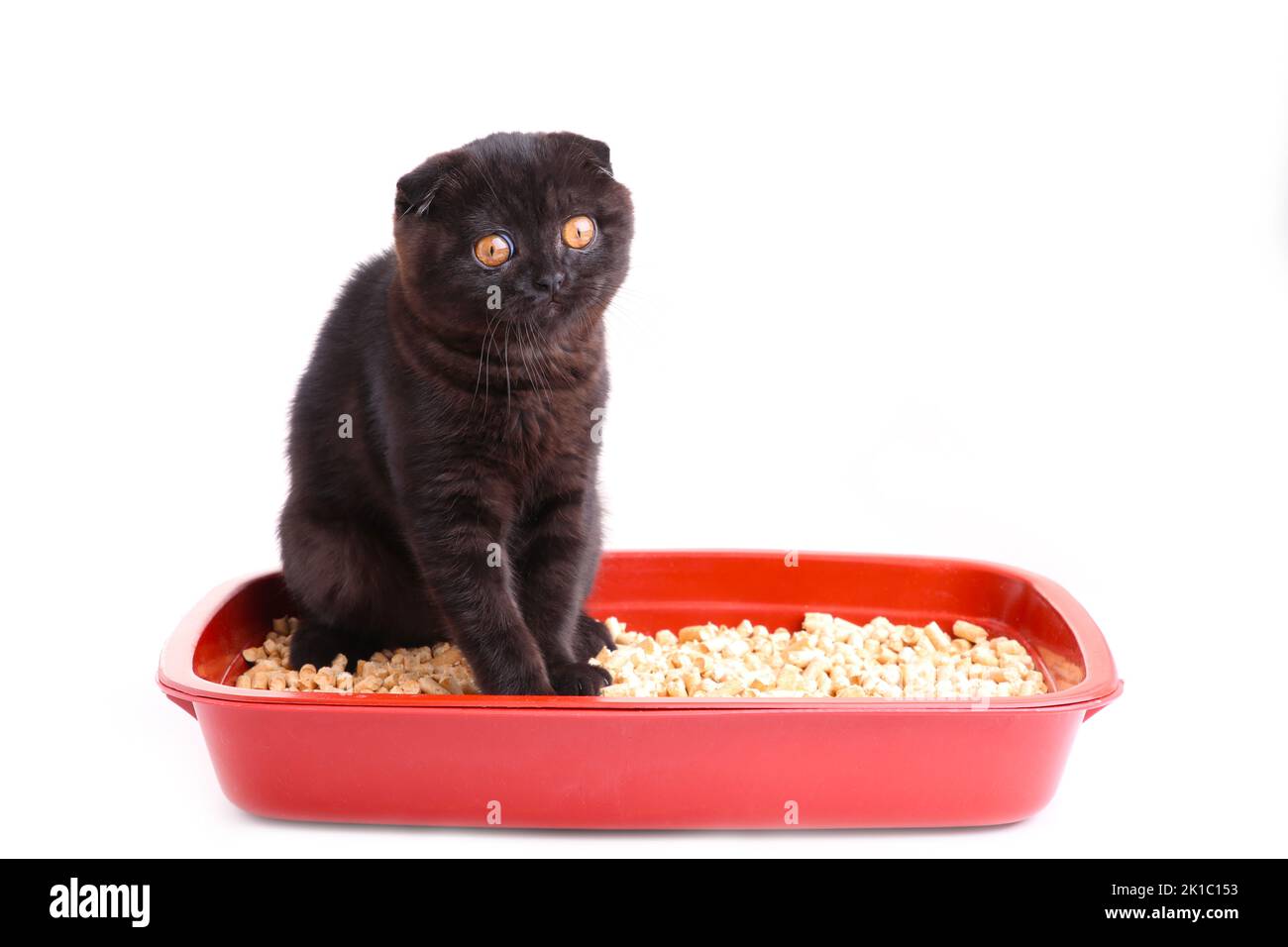 Tableau Mural British Shorthair - Déco Métal Rétro 40 Cm - Humour Chat Toilette, Pour Bar, Salon, Salle De Bain - 2