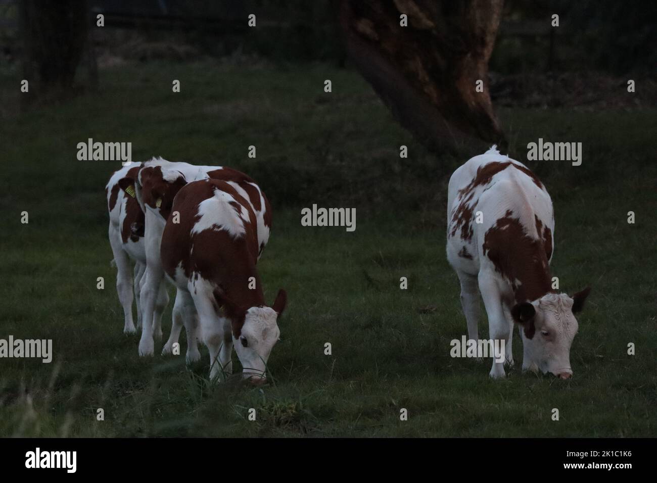 Two white and brown cows grazing pasture in the twilight Stock Photo ...