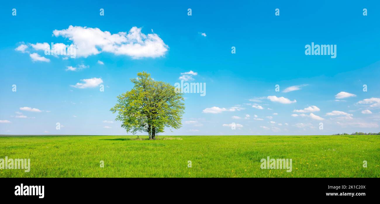 Panorama, solitary two-trunked oak, green meadow, blue sky, white clouds, Saale-Holzland district, Thuringia, Germany Stock Photo