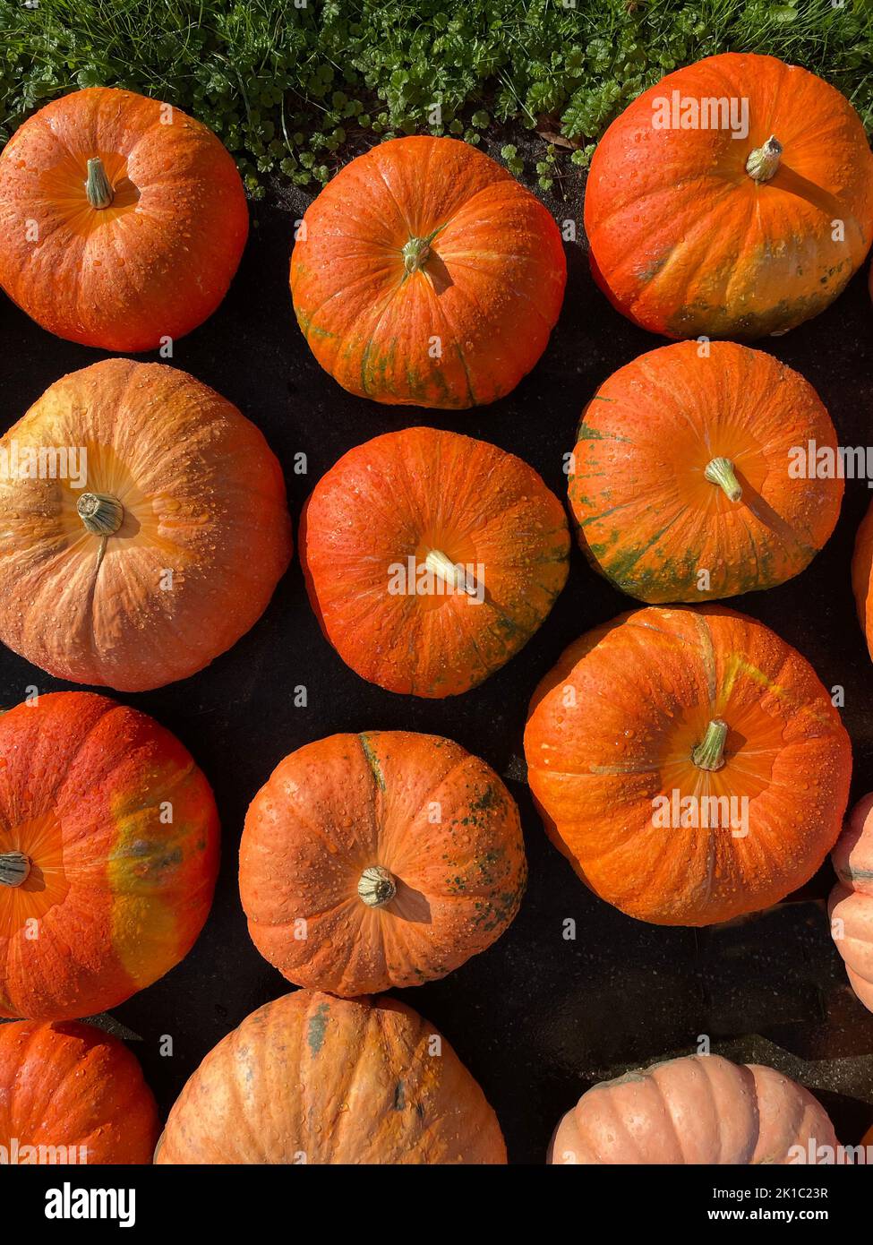 Autumn pumpkins background. Topview of pumpkins on the ground. Stock Photo