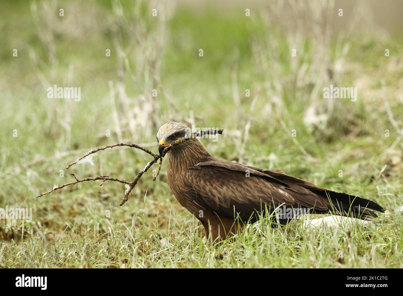 Hybrid kite, cross between red and black kite (Milvus milvus and Milvus