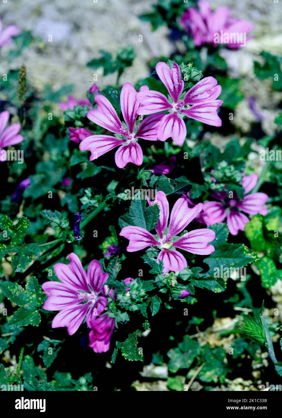 way-mallow-malva-cretica-stock-photo-alamy