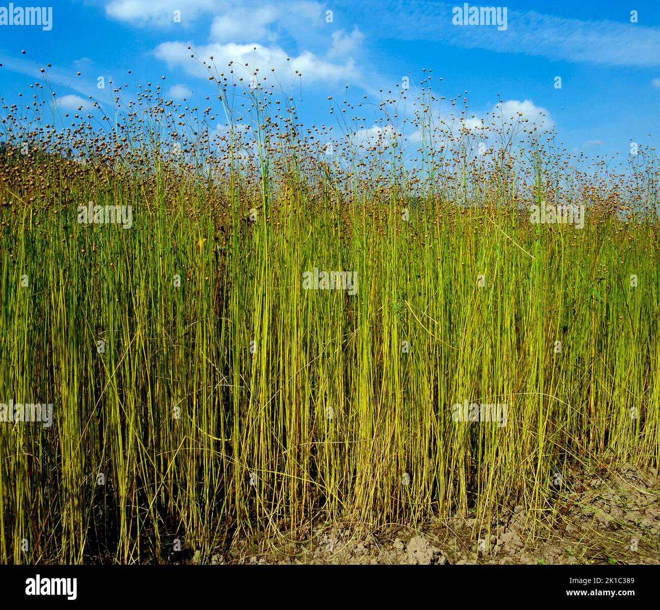 Linen, Flax Flax, Harvest perennial flax (Linum perenne Stock Photo Alamy