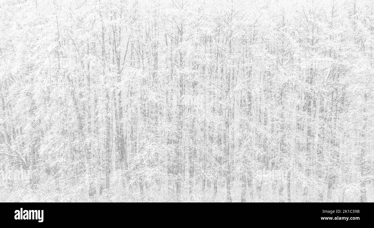 Trees covered with snow in Winter during snowfall Stock Photo