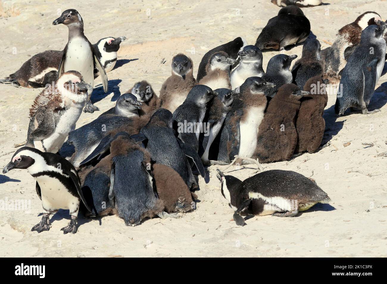 African penguin (Spheniscus demersus), juveniles, group, nursery, social behaviour, standing together, on the beach, Boulders Beach, Simonstown Stock Photo