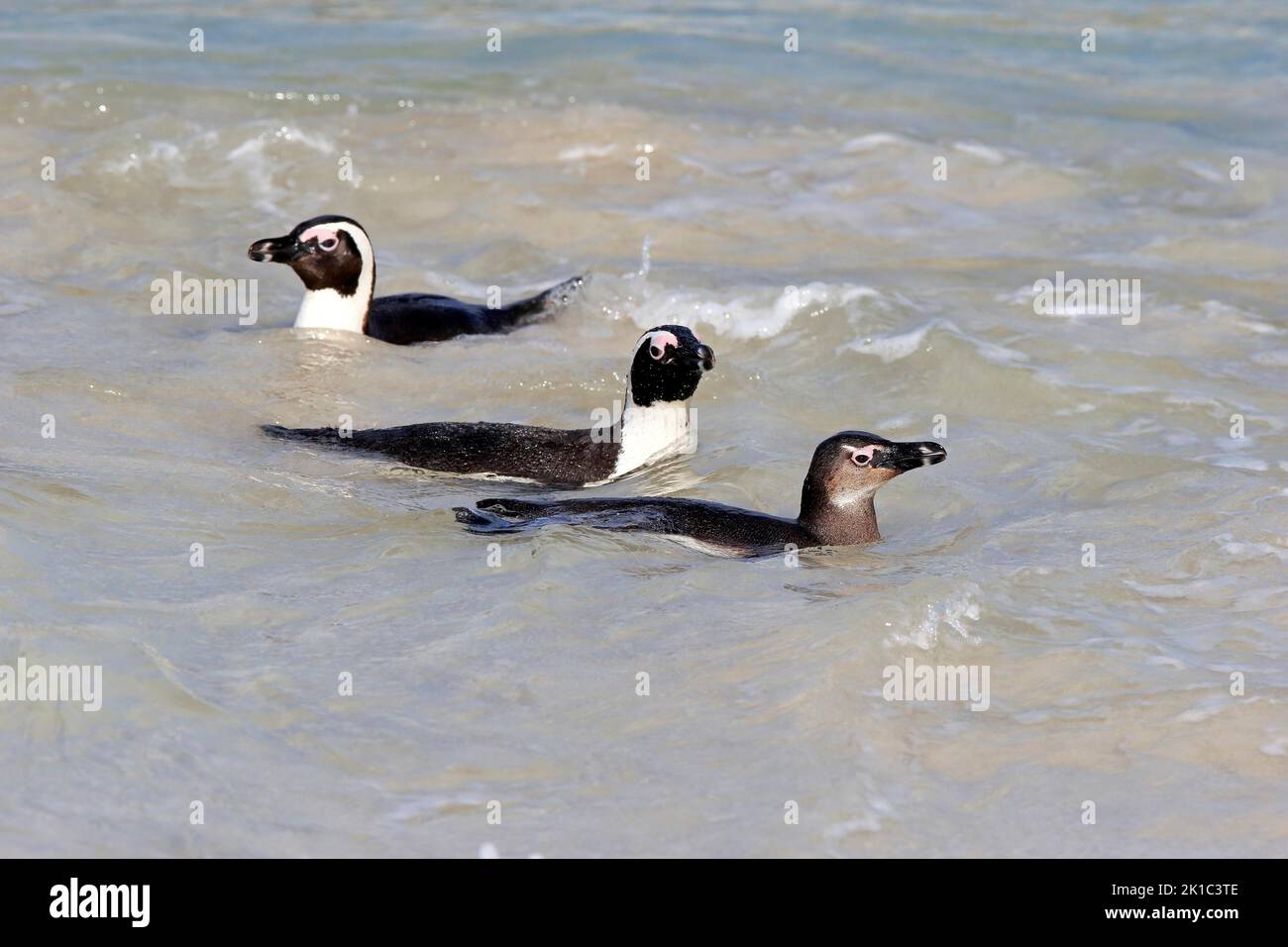 African penguin (Spheniscus demersus), adult, pair, semi-adult juvenile, group, in water, swimming, Boulders Beach, Simonstown, Western Cape, South Stock Photo