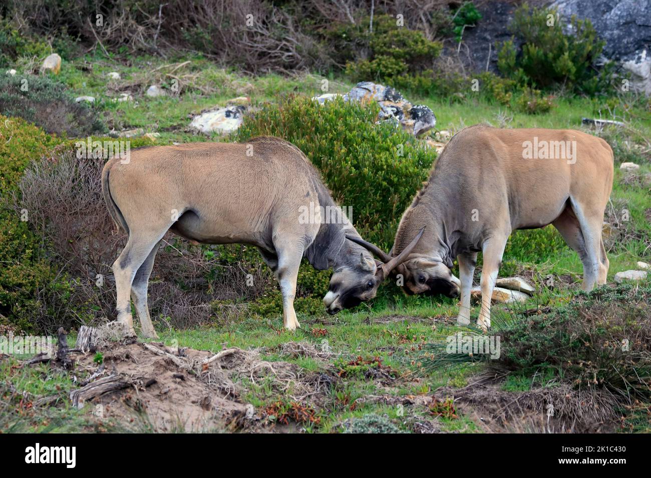 Common eland (Taurotragus oryx), adult, male, fighting, Cape of the Good Hope, Western Cape, South Africa Stock Photo