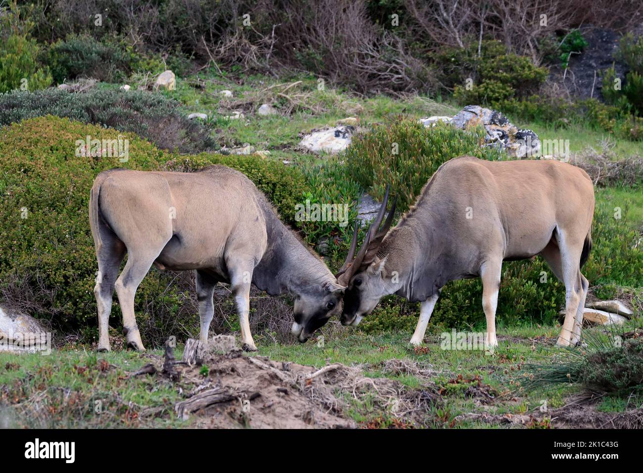 Common eland (Taurotragus oryx), adult, male, fighting, Cape of the Good Hope, Western Cape, South Africa Stock Photo