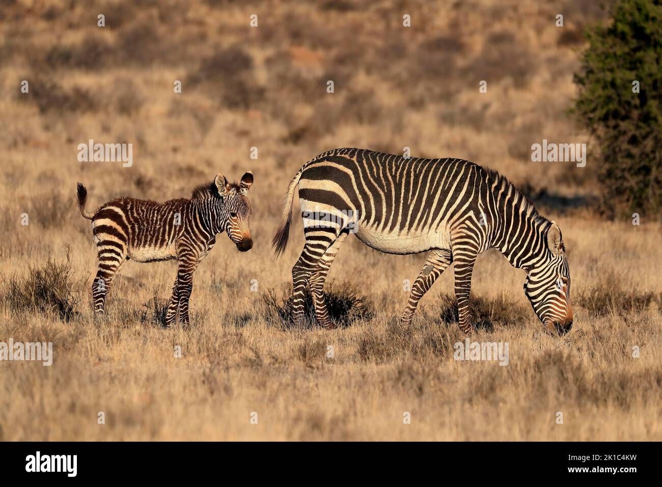 Cape Mountain Zebra (Equus zebra zebra), adult, young, mother with ...