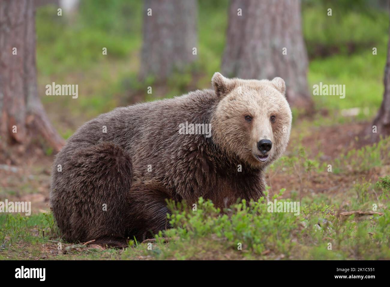 European brown bear (Ursus arctos) adult female sat in a boreal forest ...