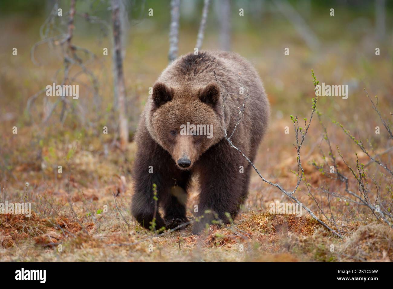 European brown bear (Ursus arctos) adult walking in a boreal forest ...