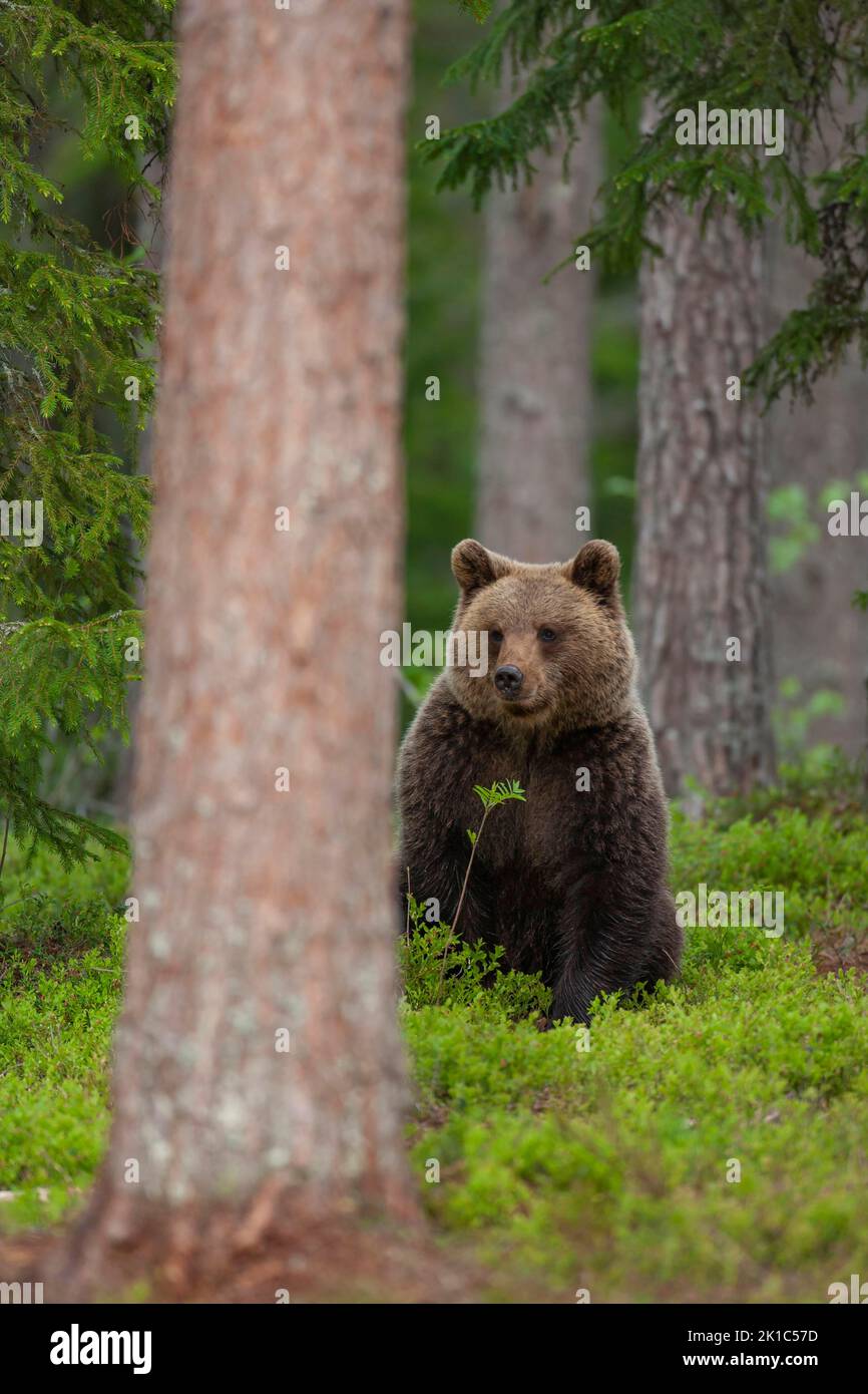 European brown bear (Ursus arctos) adult female sat in a boreal forest ...