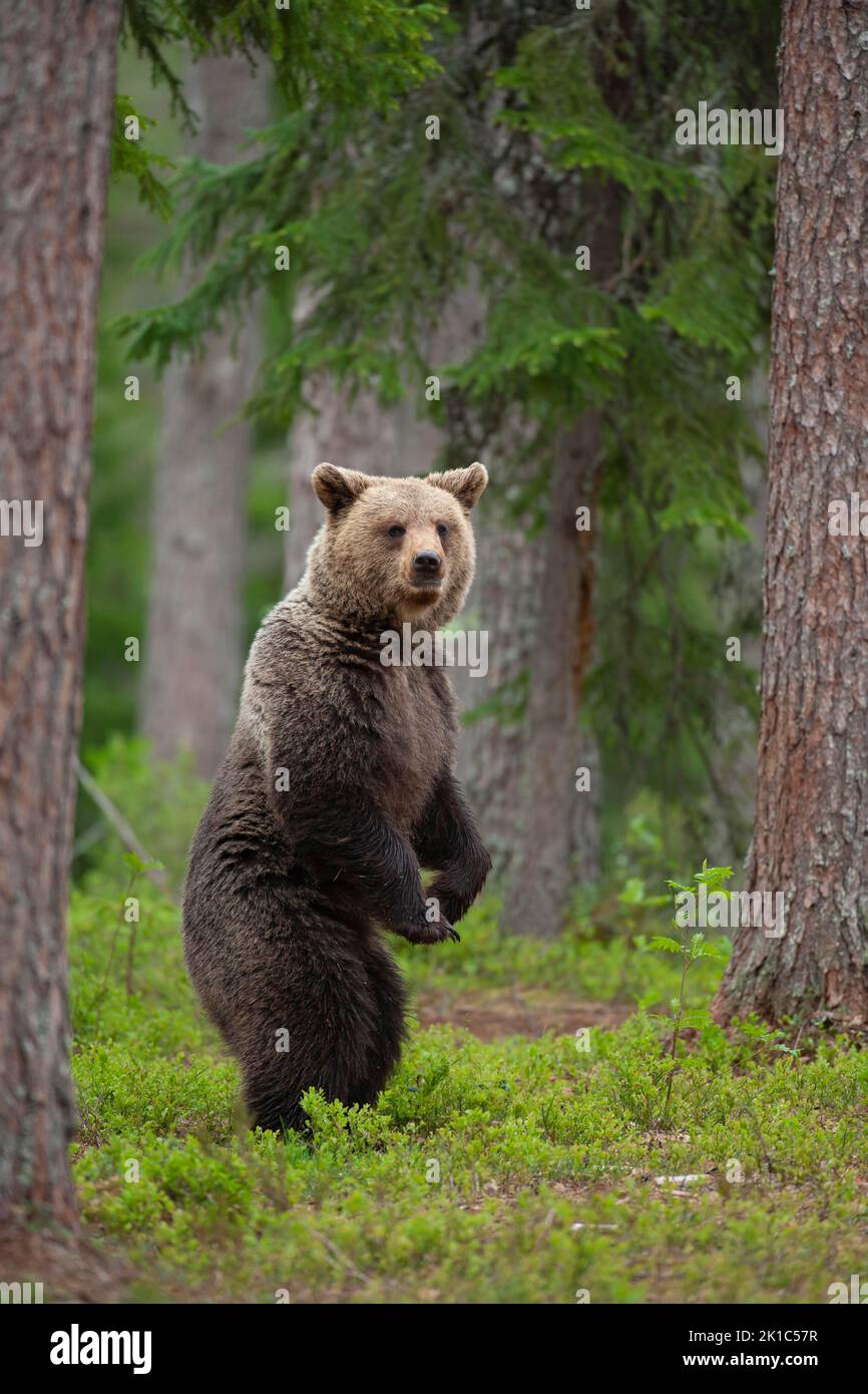 European brown bear (Ursus arctos) adult female standing in a boreal ...