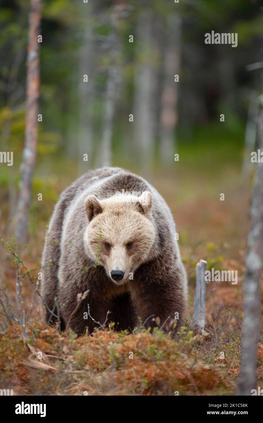 European brown bear (Ursus arctos) adult female in a boreal forest ...