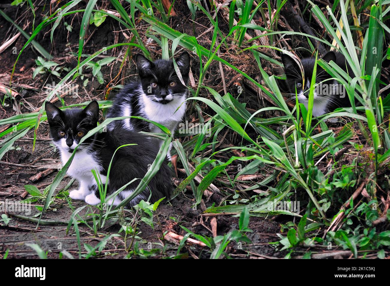 Young cats, Alajuela Province, Costa Rica, Central America Stock Photo