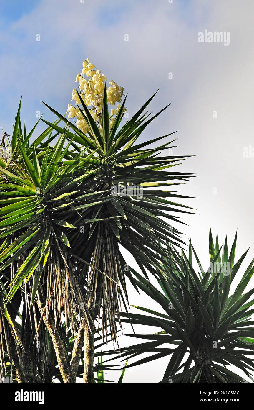 Flowering spanish bayonet (Yucca aloifolia) belongs to the agave family (Agavaceae), Alajuela Province, Costa Rica, Central America Stock Photo