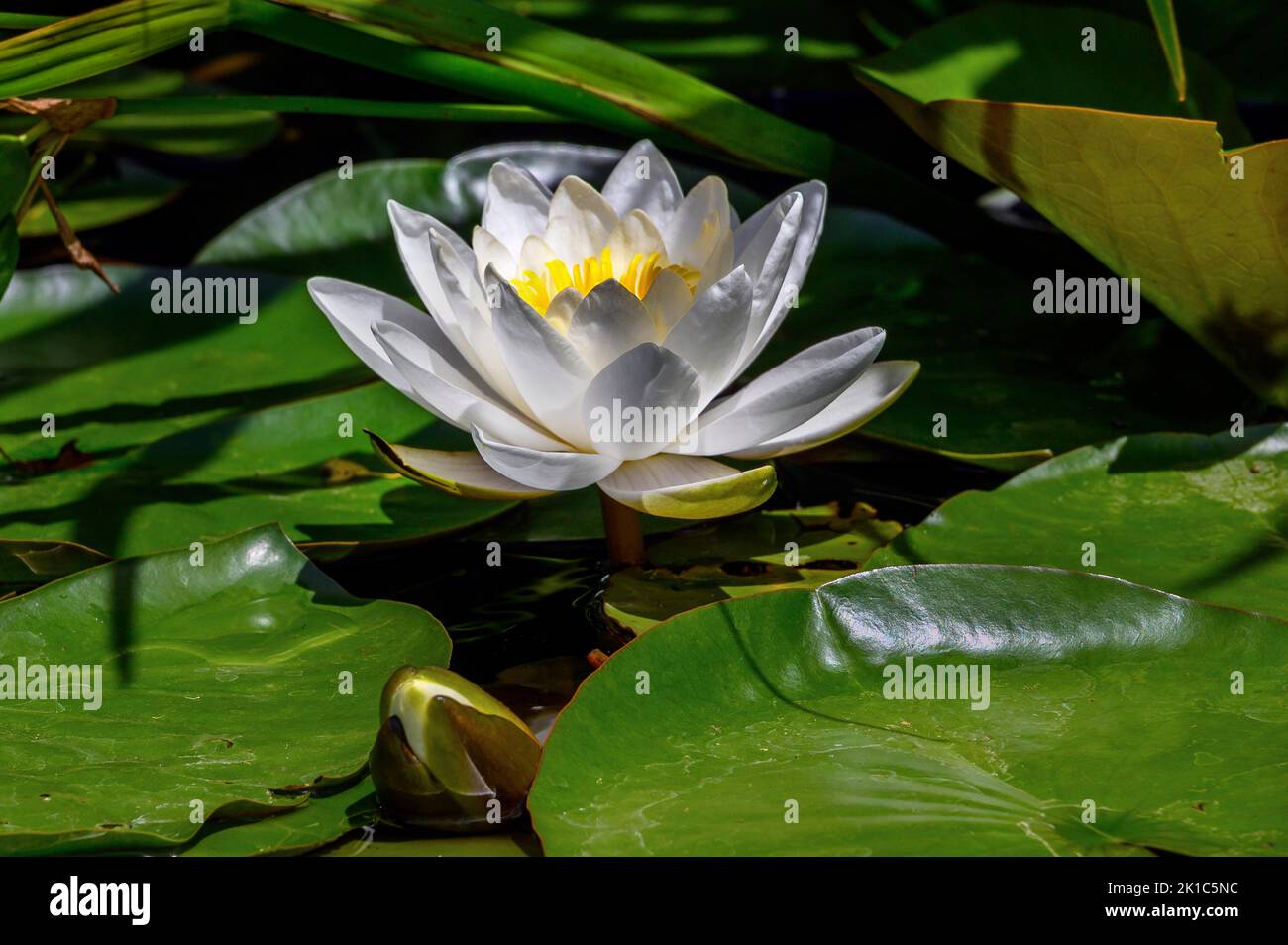 European white water lily (Nymphaea alba) . Bavaria, Germany Stock Photo