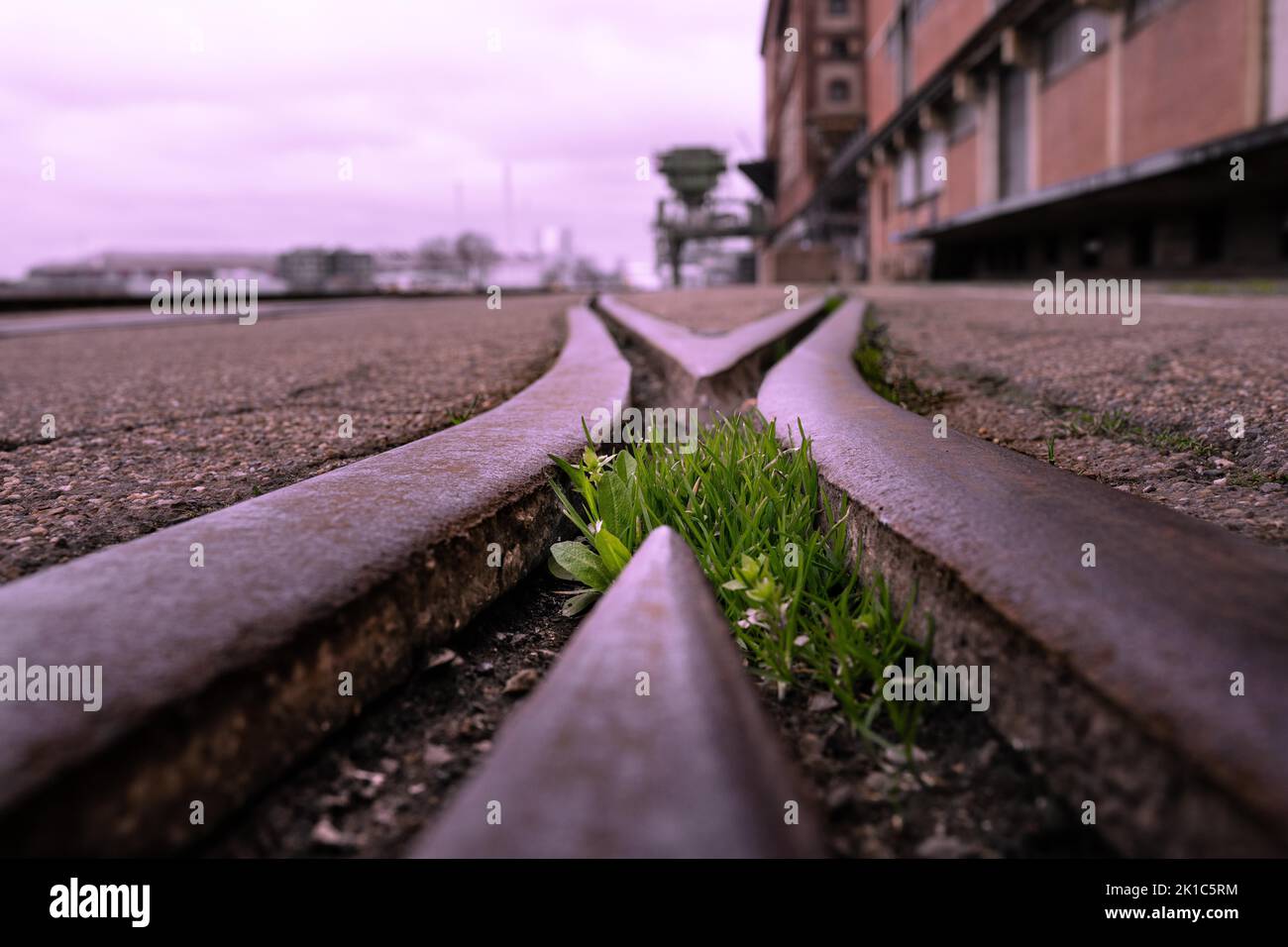 Rails with grass in the Rhine port of Karlsruhe, Germany Stock Photo