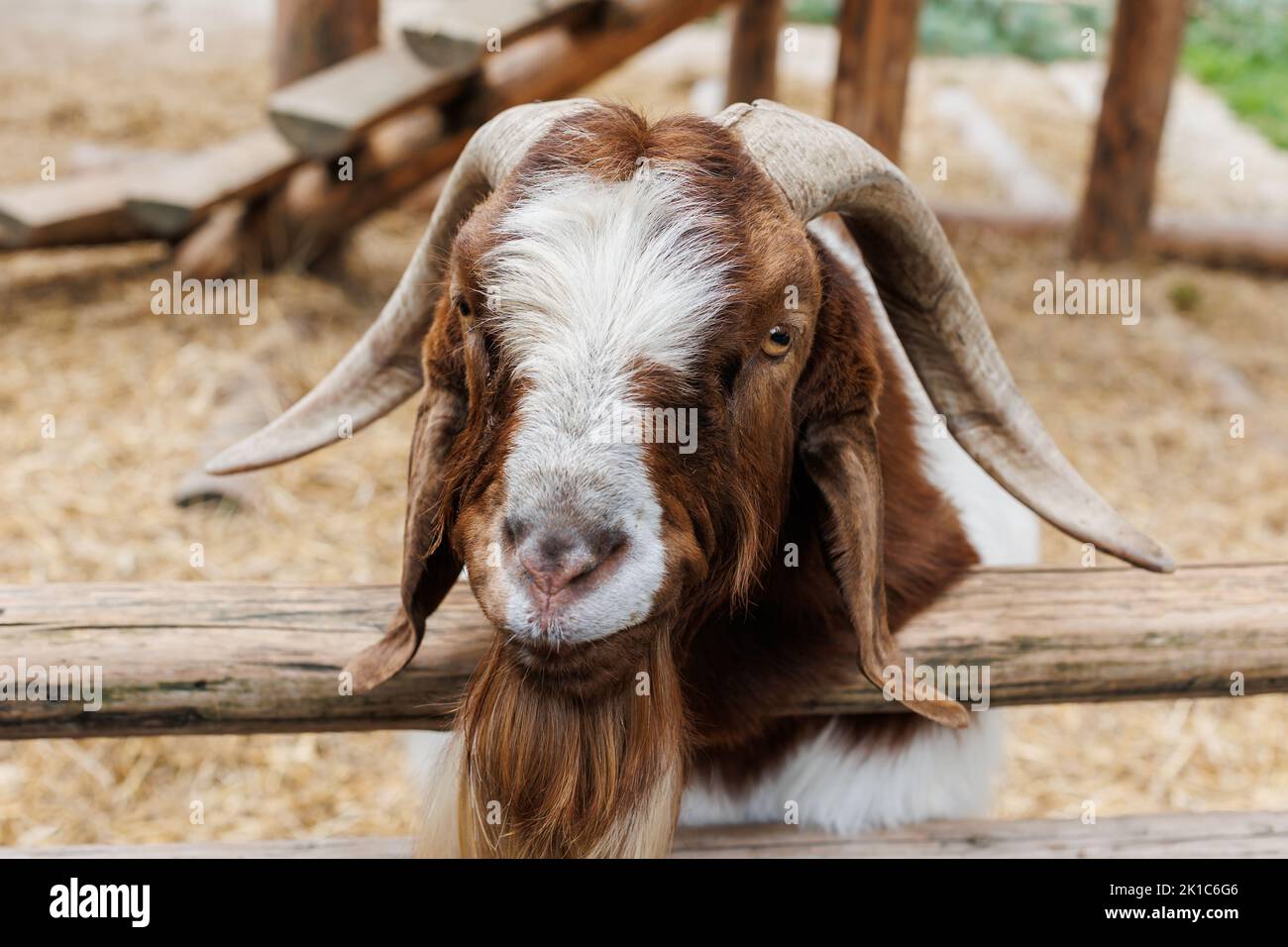 Male Boer goat very awarded in Brazil. The Boer is a breed developed in