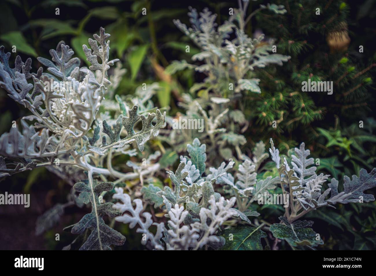 A silver tree wormwood (Artemisia Arborescens) growing in the garden in summer, Halle Saale, Saxony-Anhalt, Germany Stock Photo