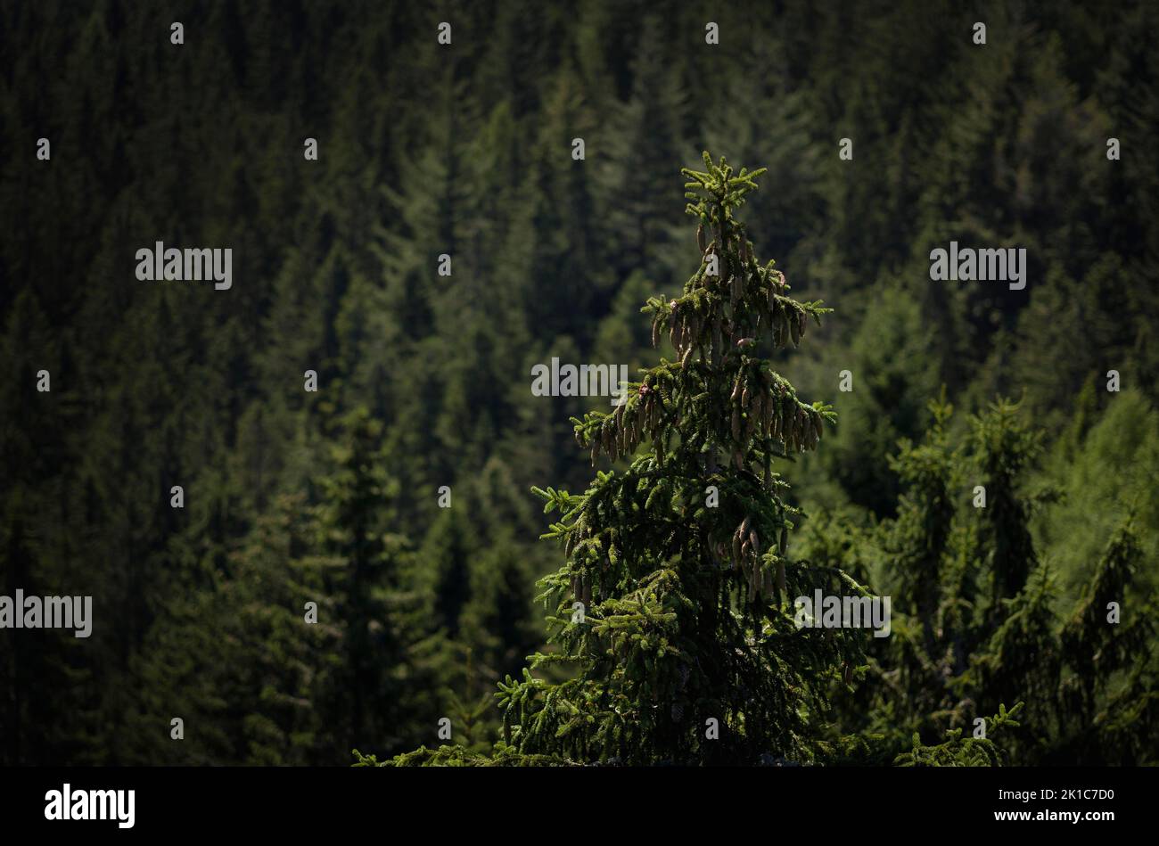 Treetop, spruce, fir, Ruhestein, Black Forest National Park, Baden-Wuerttemberg, Germany Stock Photo