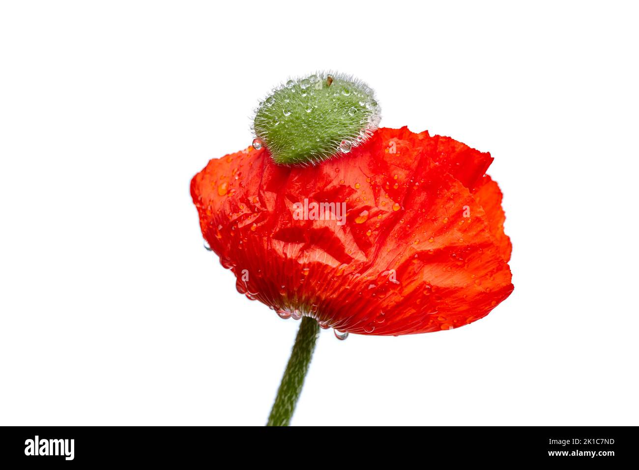 Corn, Field, Flanders or Red Poppy (Papaver rhoeas Stock Photo Alamy