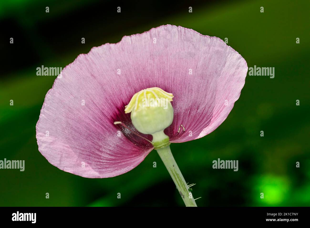 Oriental poppy (Papaver orientale) Stock Photo