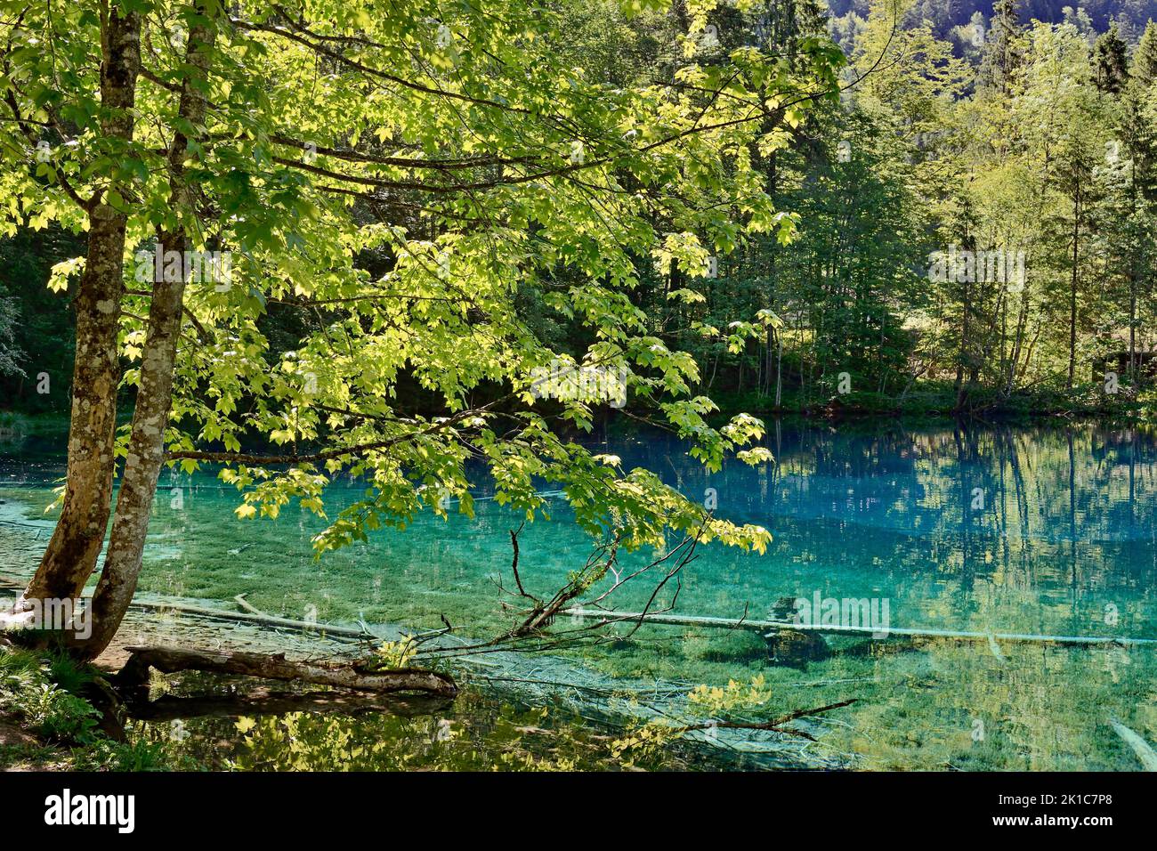 Mountain lake, Christlessee with clear turquoise water, tree trunks at the bottom of the lake, Trettachtal near Oberstdorf, Allgaeu Alps, Allgaeu Stock Photo
