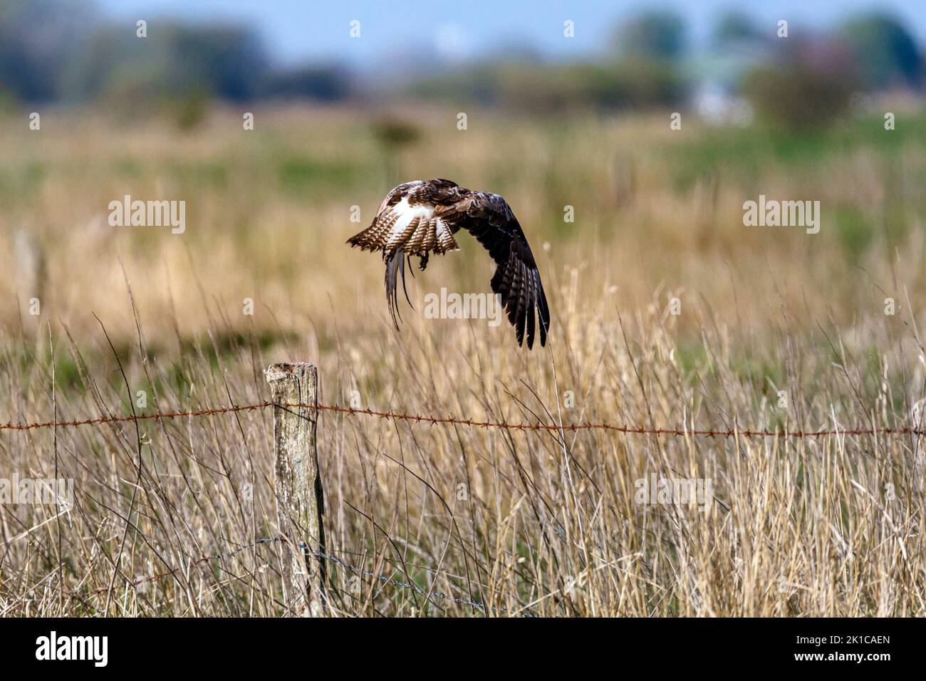 Young common buzzard in the Fieler Moor in Dithmarschen Stock Photo