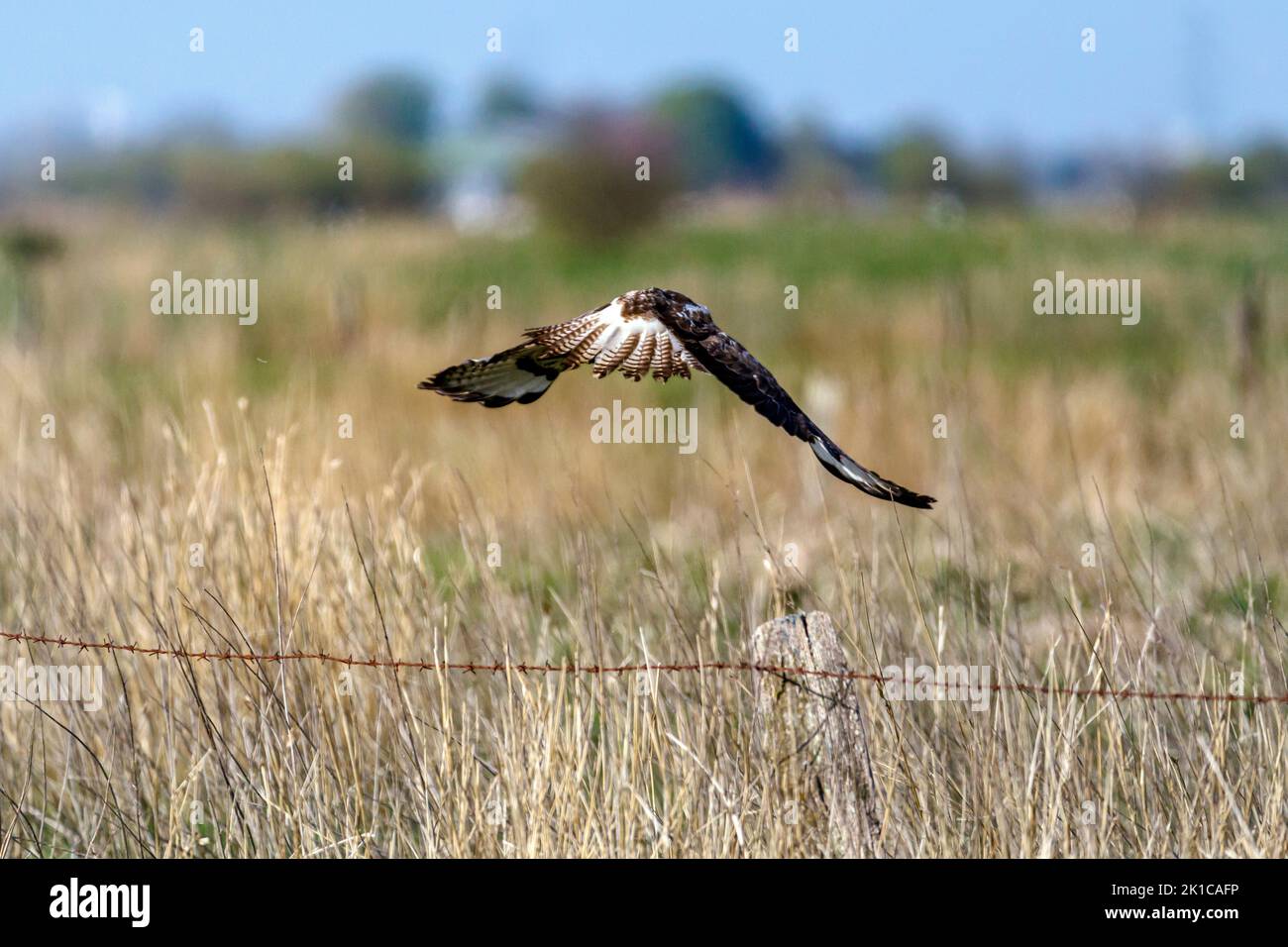 Young common buzzard in the Fieler Moor in Dithmarschen Stock Photo