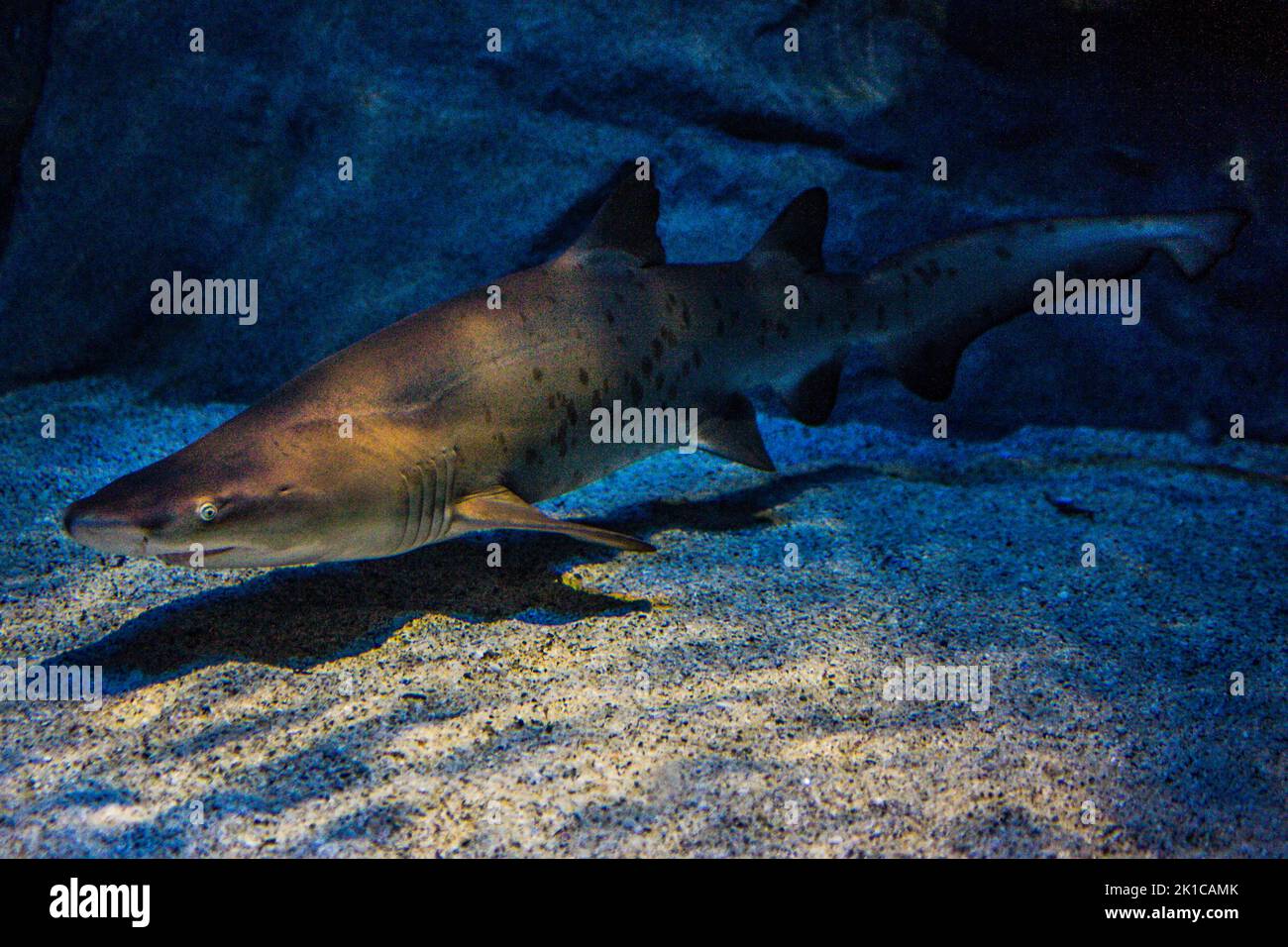 Shark (Selachii), Two Oceans Aquarium, Cape Town, South Africa, Western Cape Stock Photo