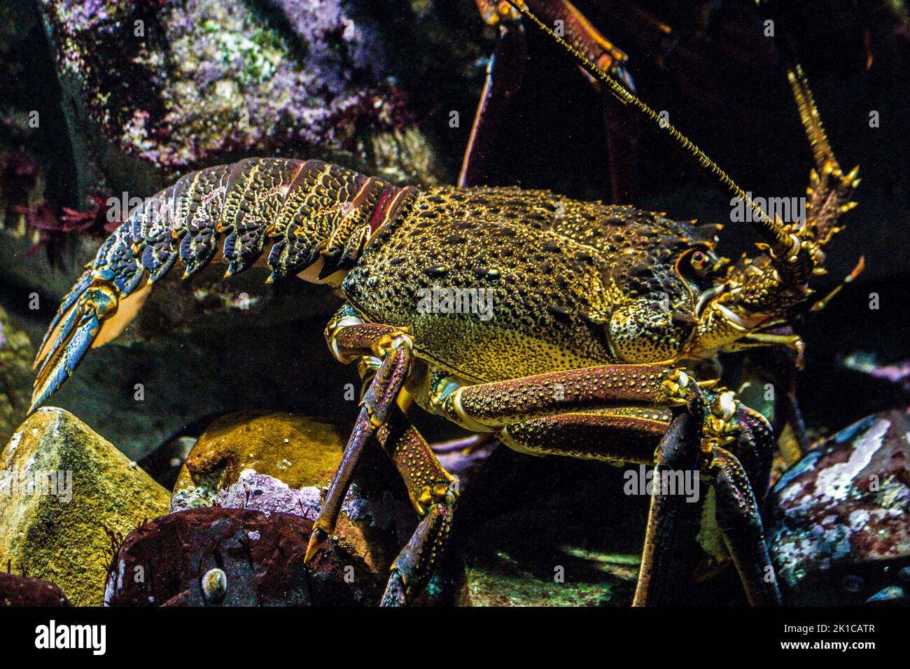 West Coast Rock Lobster (Jasus lalandii), Two Oceans Aquarium, Cape Town, South Africa, Western Cape Stock Photo