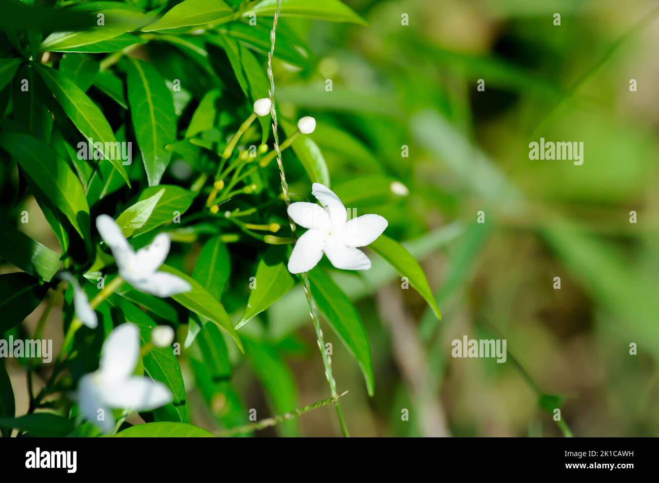Tabernaemontana pandacaqui Lam, APOCYNACEAE or  gardenia jasminoides or  gerdenia or white flower Stock Photo