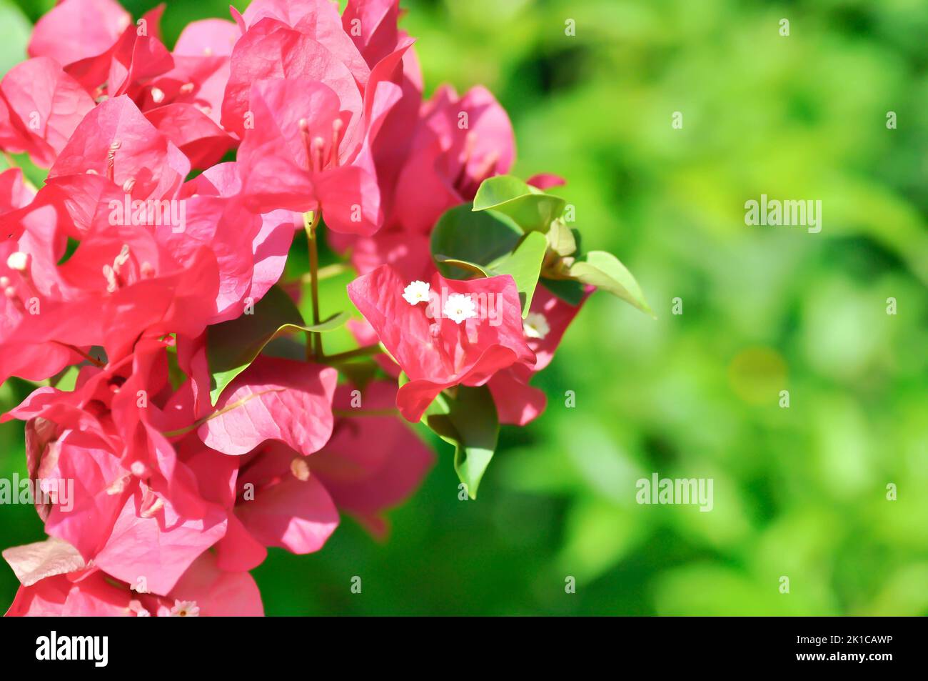 Bougainvillea or paper flower , red paper flower or red flower Stock Photo