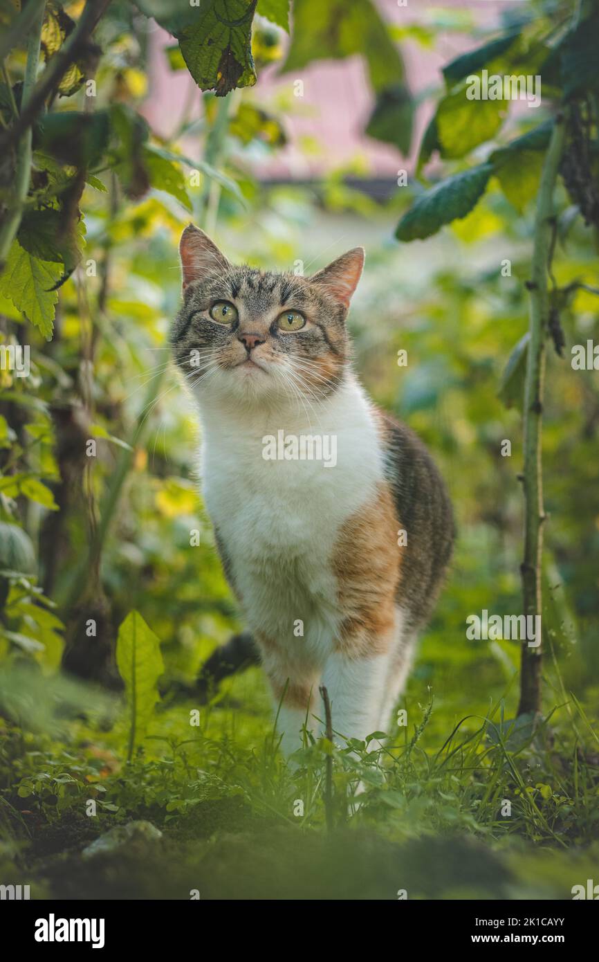 Curious sight of three colourful house cats walking through the