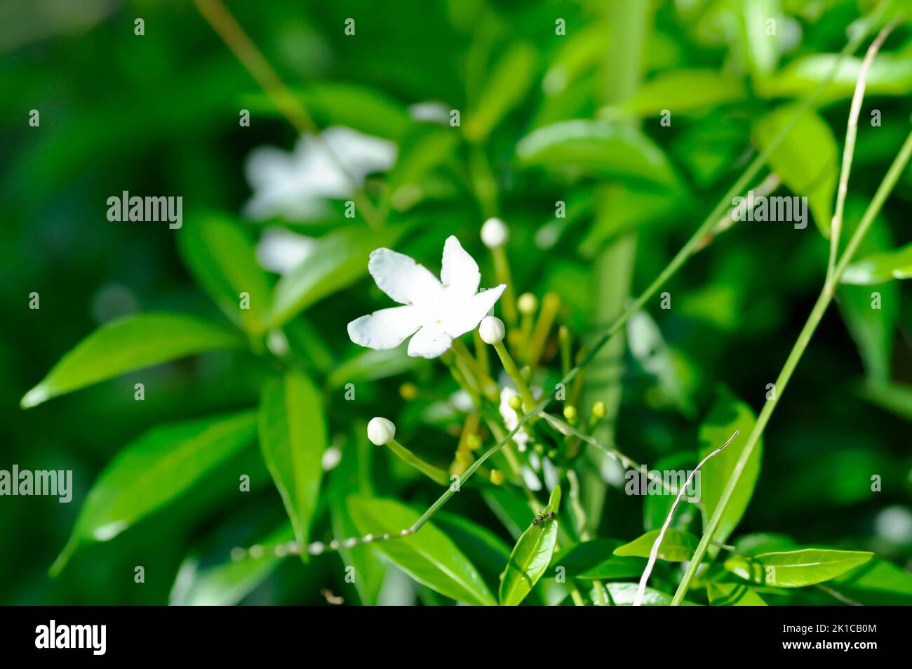 Tabernaemontana pandacaqui Lam, APOCYNACEAE or  gardenia jasminoides or  gerdenia or white flower Stock Photo