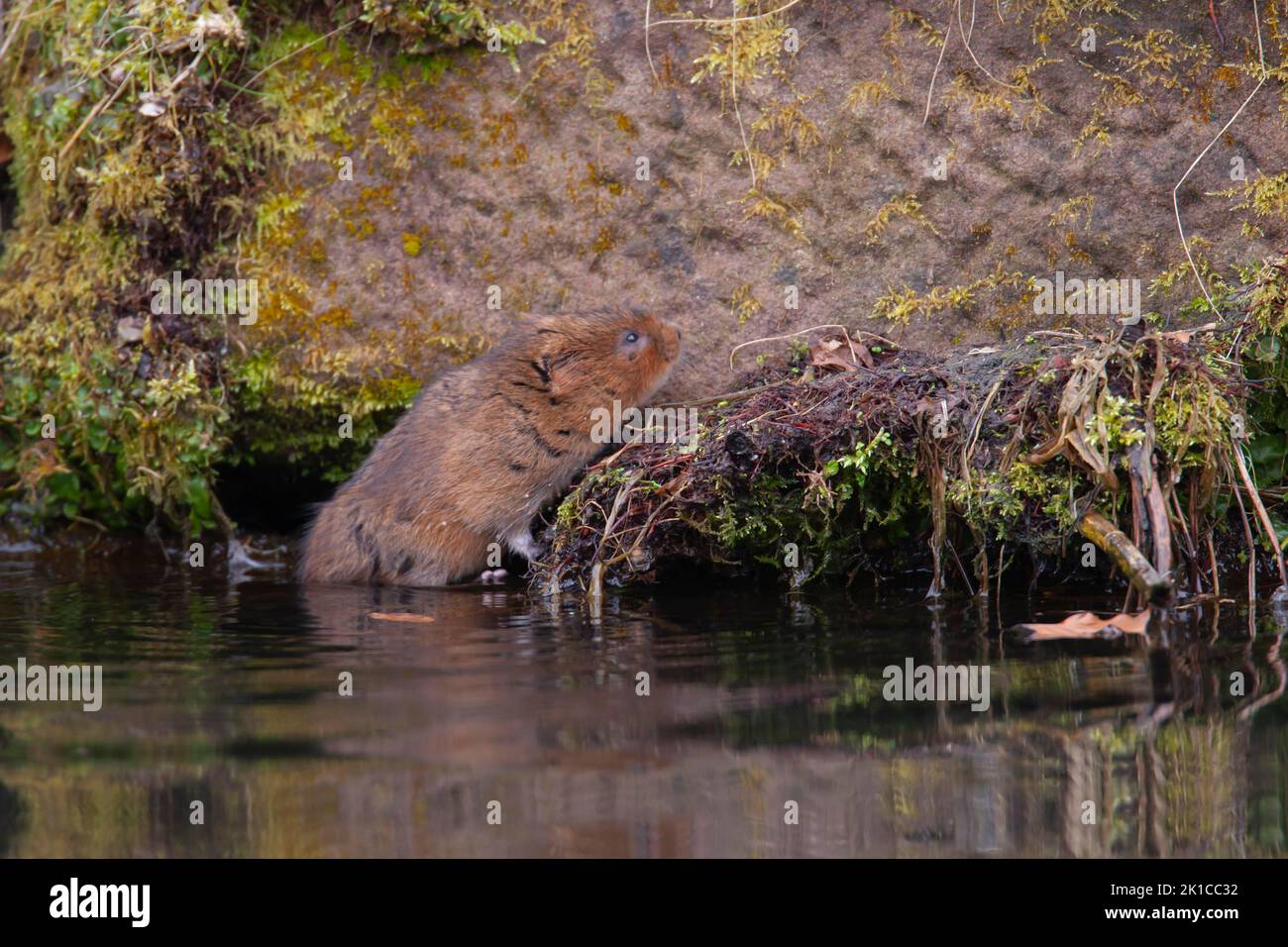 Water vole (Arvicola amphibius) adult animal climbing onto a river bank