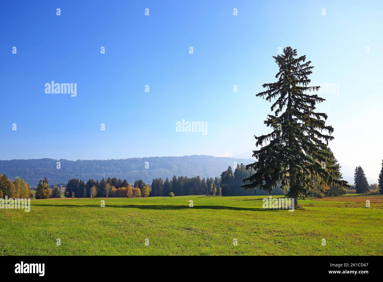 The Werdensteiner moss is a moor in the Allgaeu. Immenstadt im Allgaeu, Allgaeu, Bavaria, Germany Stock Photo