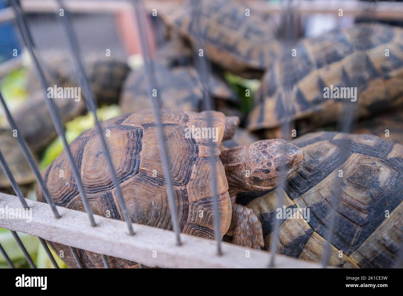 Mediterranean spur thighed tortoise for sale near me sales