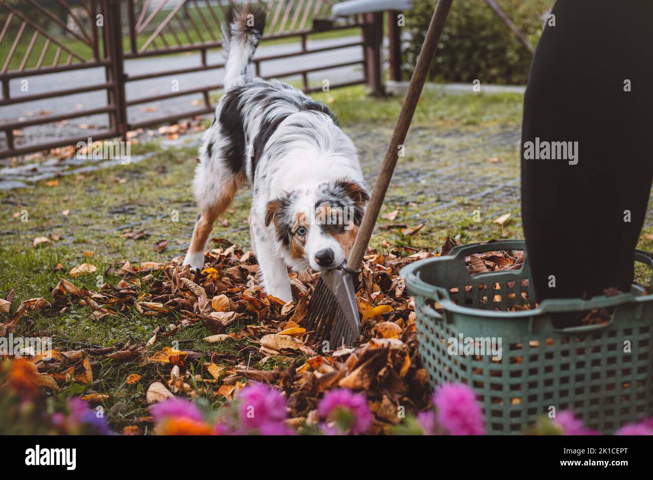 Australian Shepherd puppy plays in a pile of leaves that a woman is