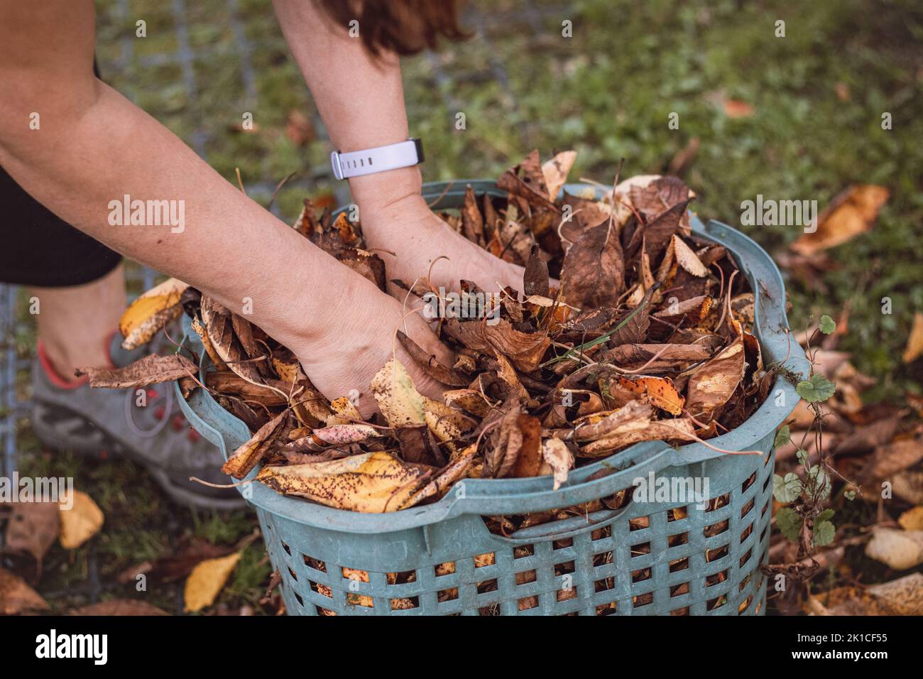 Woman rakes and picks up fallen coloured leaves and tidies up the garden. Autumn garden work. Basket full of leaves from fruit trees. Stock Photo